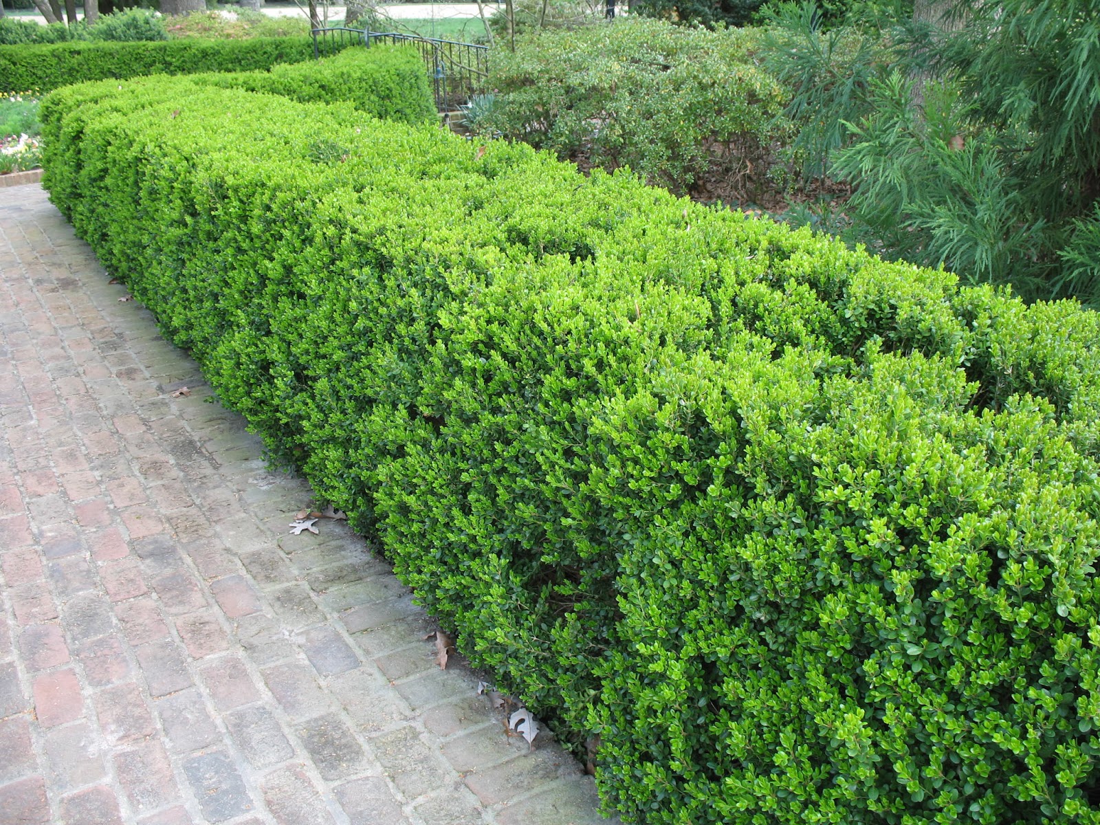 Buxus sempervirens изгородь