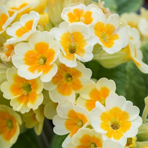 Примула Tagetes Orange