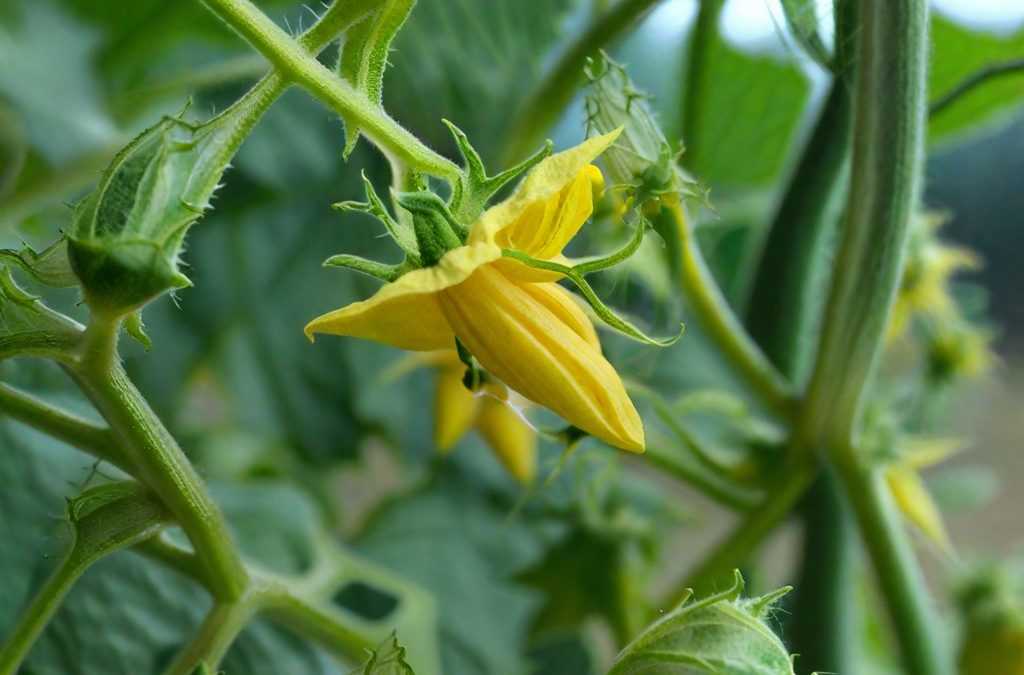 Как подкармливать томаты во время цветения ð