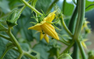 Как подкармливать томаты во время цветения ð