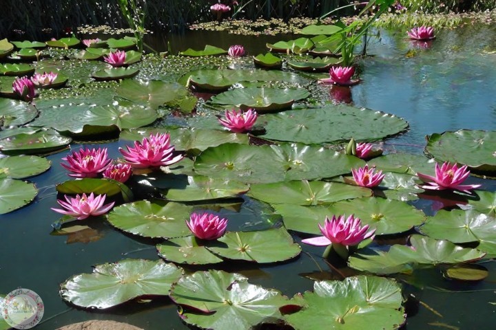 Как Вырастить Кувшинку в Пруду ð±ð