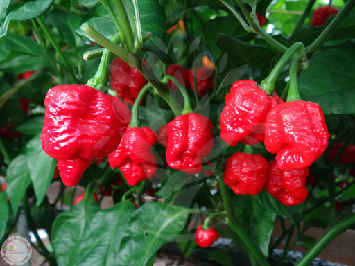 Тринидадский моруга скорпион (Trinidad Moruga Scorpion)