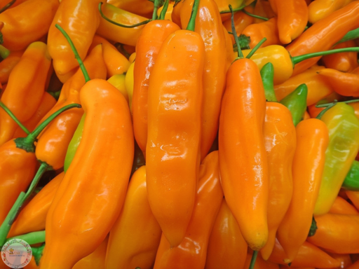 Ариант (Aji Amarillo)